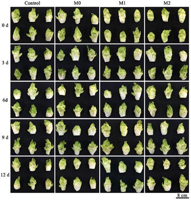 Modified Atmosphere Packaging Maintains the Sensory and Nutritional Qualities of Post-harvest Baby Mustard During Low-Temperature Storage